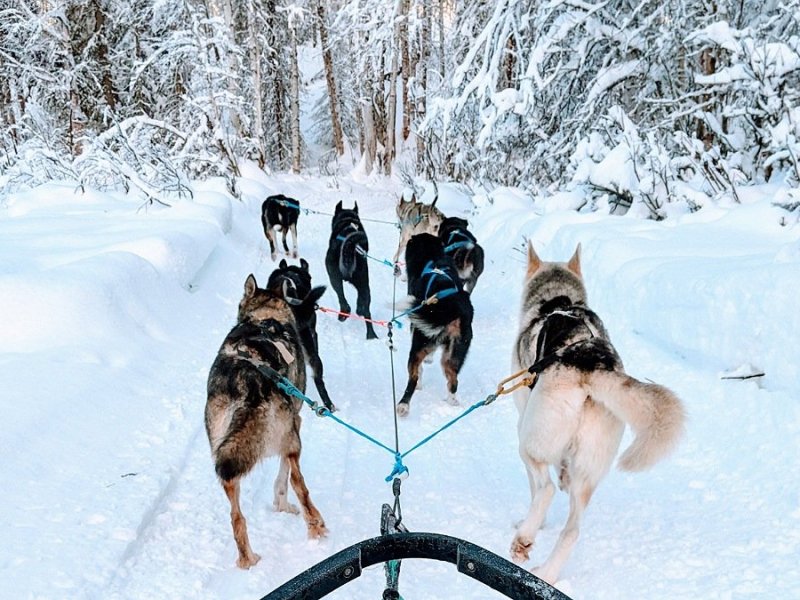 Dog Sledding and&nbsp;Denali